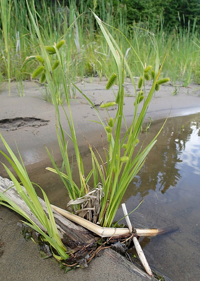 Bristly sedge, Carex comosa, Осока хохлатая